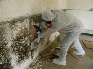 mold cleanup